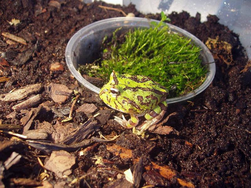 01 - Ceratophrys cornuta x Ceratophrys ornata.jpg